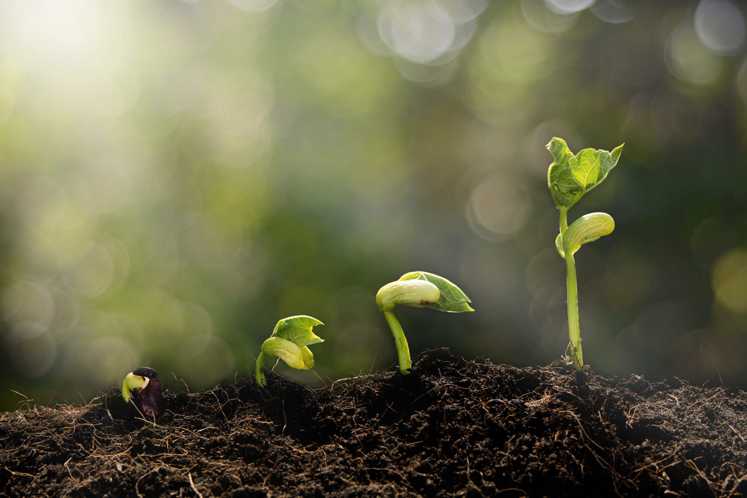 iStock-createurs-jeune-pousse-grandit-min